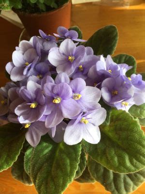 Сенполия Гетца (Saintpaulia goetzeana) - PictureThis