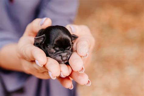 Brown Tiny Newborn Chihuahua Puppy In Hands Stock Image Image Of