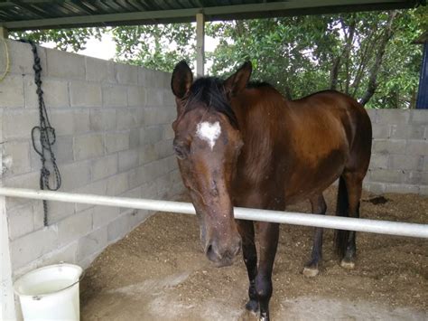 Love Horse Riding Malaysia