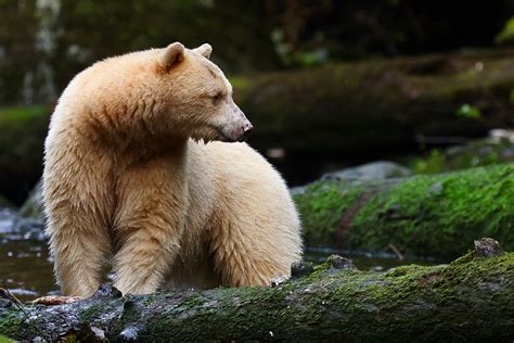 Great Bear Rainforest | Joe Luedtke Photography