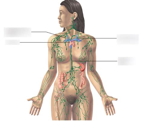 Overview Of Lymphatic System Diagram Quizlet