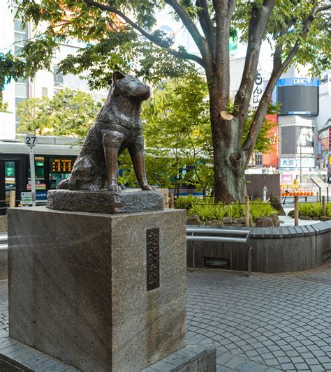 Anime NYC On Twitter RT Tokyo Gov 100 Years Of Hachiko This Year