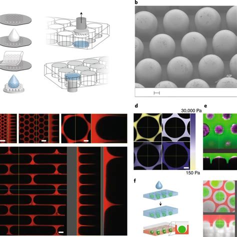 High Throughput Automated Organoid Culture Via Stem Cell Aggregation In