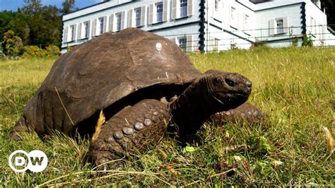 Cumple Cerca De 190 Años La Tortuga Más Vieja De La Historia Dw 02