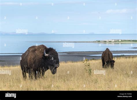 Bison Bison Bison In The Grass Great Salt Lake Behind Antelope