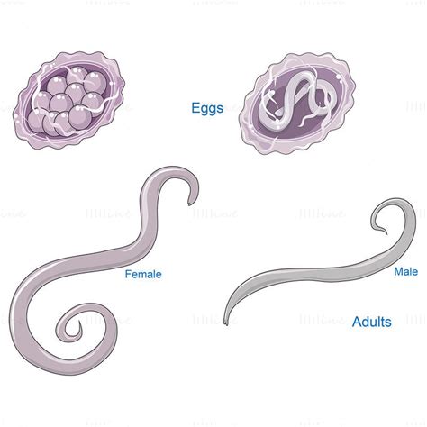 Ascaris lumbricoïdes vector scientific illustration