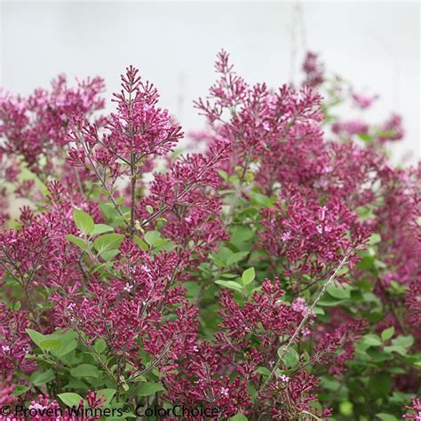 Bloomerang Dark Purple Lilac Plants Shrubs Proven Winners Plants