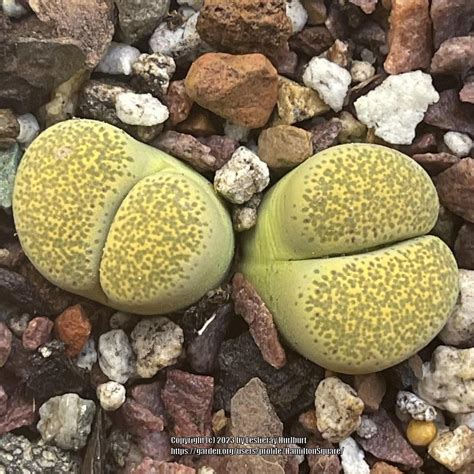 Photo Of The Entire Plant Of Living Stones Lithops Localis Speckled