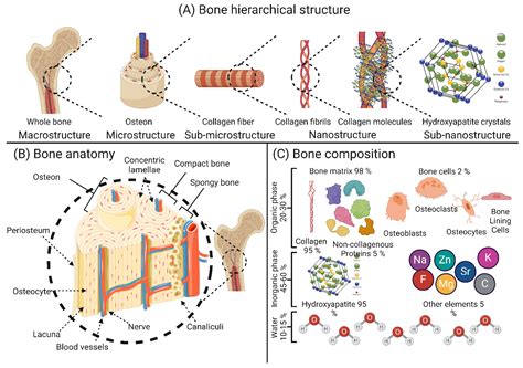 Bioengineering Free Full Text A Review Of 3d Polymeric Scaffolds