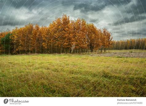 Wiese Und Herbstwald An Einem Bew Lkten Tag Ein Lizenzfreies Stock