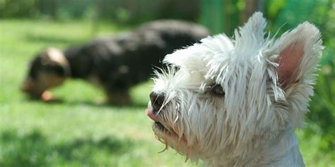 Rottura Del Legamento Crociato Nel Cane Cause Sintomi E Terapia