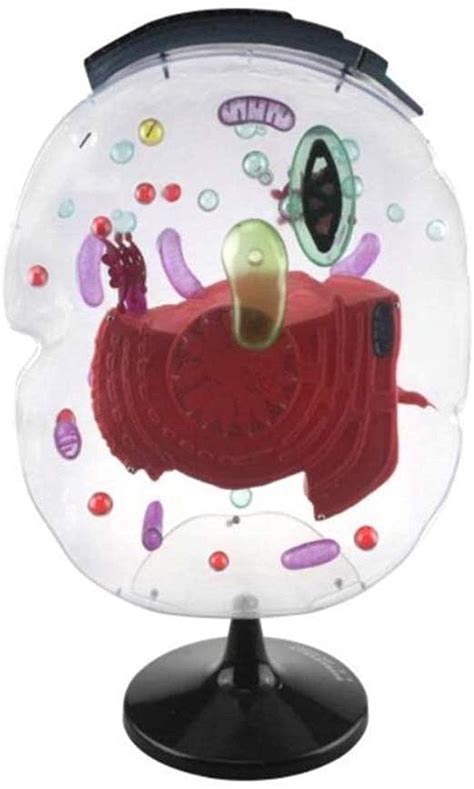 Buy Kezaizhe Anatomy Education Model Cell Submicroscopic Structure