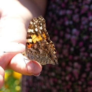 Flit Around The Butterfly Museum Hauts De France Tourism Official