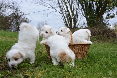 Cachorros Coton De Tulear Perros - Foto gratis en Pixabay - Pixabay