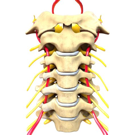 Vértebras Cervicales Definición Función Y Estructura El Gen Curioso