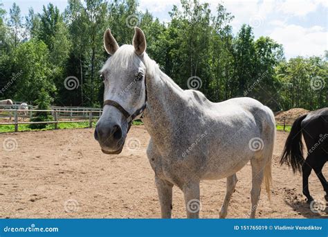 Beautiful White Gray Horse Walking On The Field In Nature Stock Image