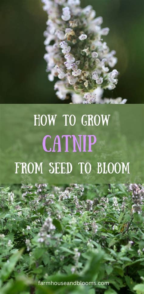 Two Pictures Of Catnip Flowers Growing Catnip How To Grow Catnip