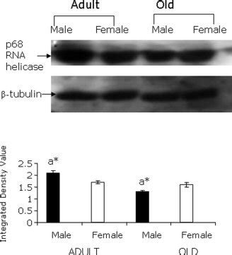 Immunoblotting Showing Age And Sex Dependent Changes In Expression