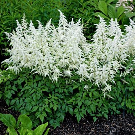 Japanspir Ø11 cm Hvit Astilbe Shade loving flowers Astilbe japonica