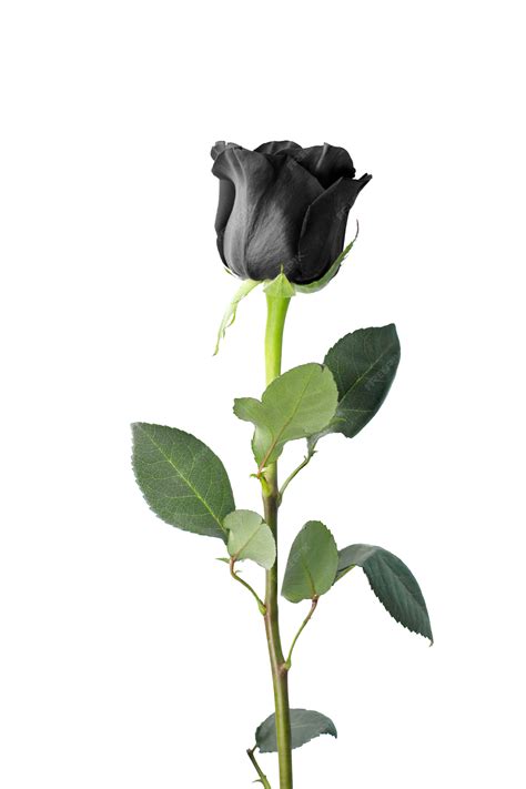 Premium Photo | Single black rose isolated