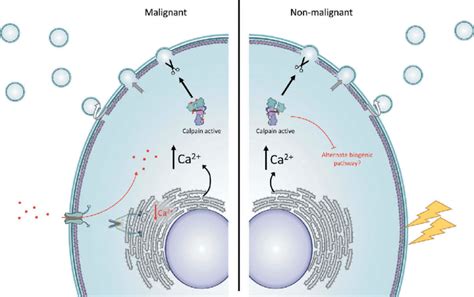 Proposed Model For The Role Of The Endoplasmic Reticulum And Soce In Mv