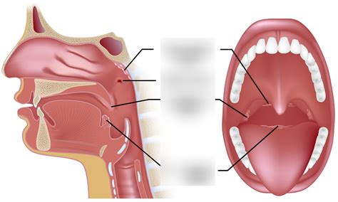 Anatomy Lab Tonsils Diagram Quizlet