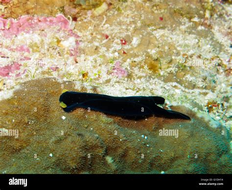 An Endemic Species Of Nudibranch Of The Red Sea Stock Photo Alamy