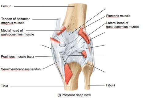 Knee Joint Posterior Deep View Diagram Quizlet