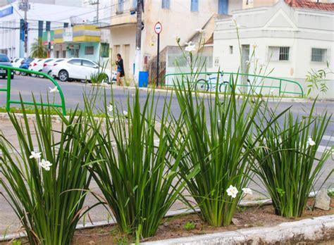 Como Plantar E Cultivar A Moreia Veja Dicas Para Ter A Planta Em Sua