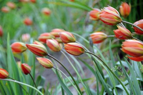 Tulipa Whittallii Botanical Tulip