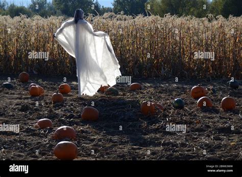 Haunted Pumpkin Patch