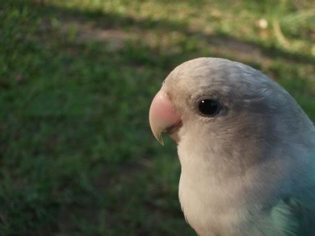 Free fotobanka : křídlo, zobák, fauna, Lovebird, obratlovců, Papoušek ...