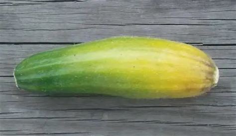 Why Do Zucchini Turn Yellow And Rot Greenthumbsguide