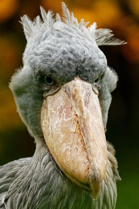 Shoebill Project Objectives