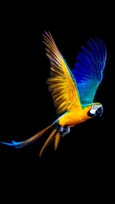 Parrot Wallpaper - IXpaper