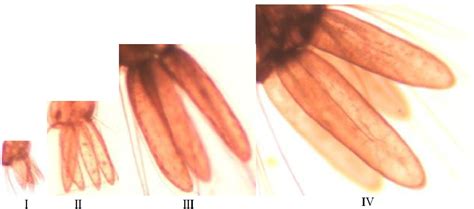 Morphology and Morphometry of Aedes aegypti Larvae | Semantic Scholar