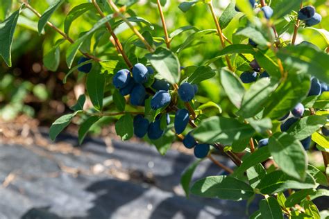 Boreal Blizzard Honeyberry Haskap — The Barefoot Garden Center