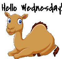 Happy Hump Day Camel