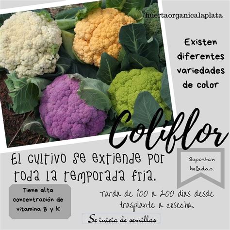 Coliflor Coliflor Semillas Huerta