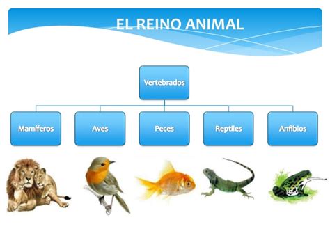 Reino Animal ¿qué Es El Reino Animal