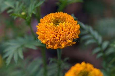 Orange Marigolds on Nature Background Stock Photo - Image of marigold ...