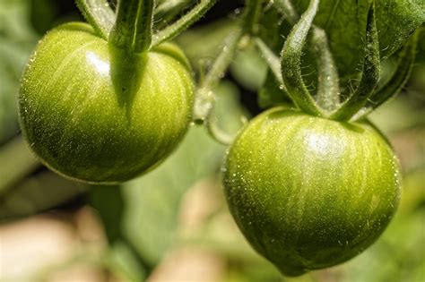 8000 Free Tomatoes And Tomatoes Images Pixabay