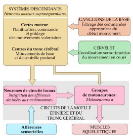 Emg Cartes Quizlet