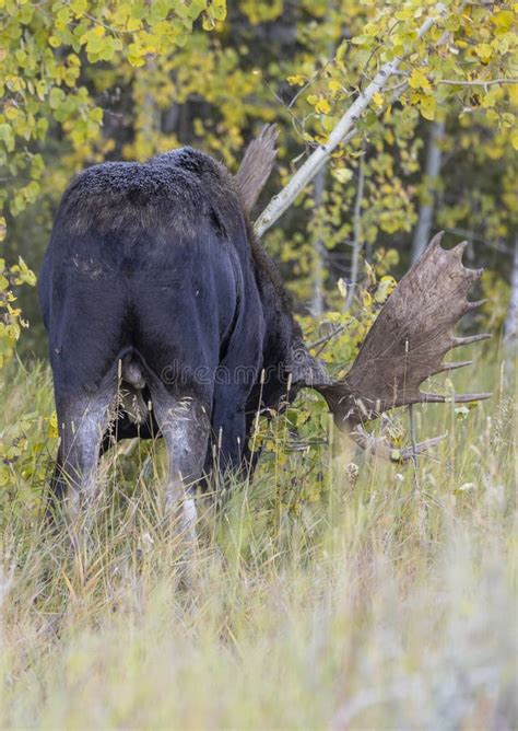 Bull Moose During The Rut In Wyoming In Fall Stock Photo Image Of