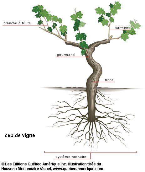 Sarment De Vigne Gdt