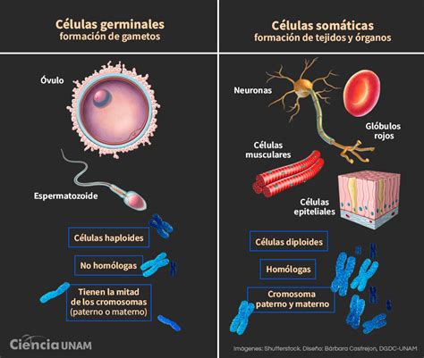 Qué son las células germinales humanas y cómo un gusano ayuda a