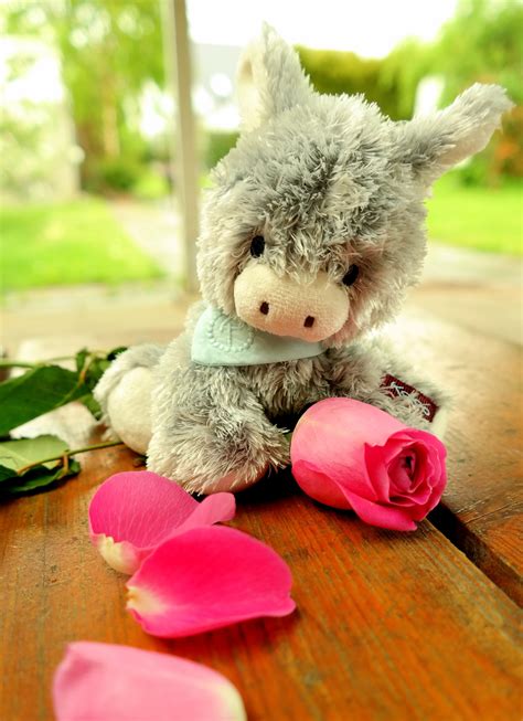 Free Images Cute Color Romantic Mammal Pink Flowers Teddy Bear