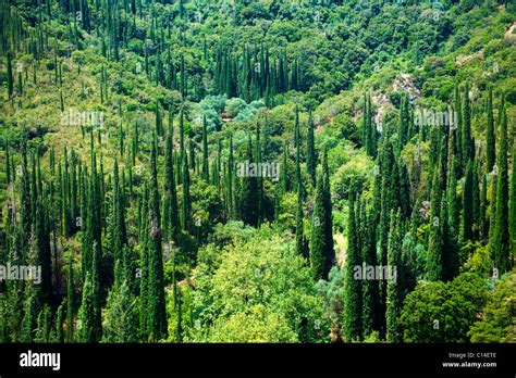 Cyressa Or Cypress Trees Of Mount Ainos Kefalonia Ionian Islands