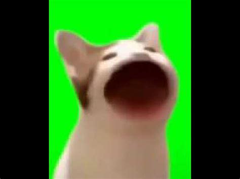 Meme Do Gato Que Abre A Boca O Youtube