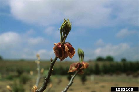 Arkansas Extension State Office Tree Database - Pignut Hickory